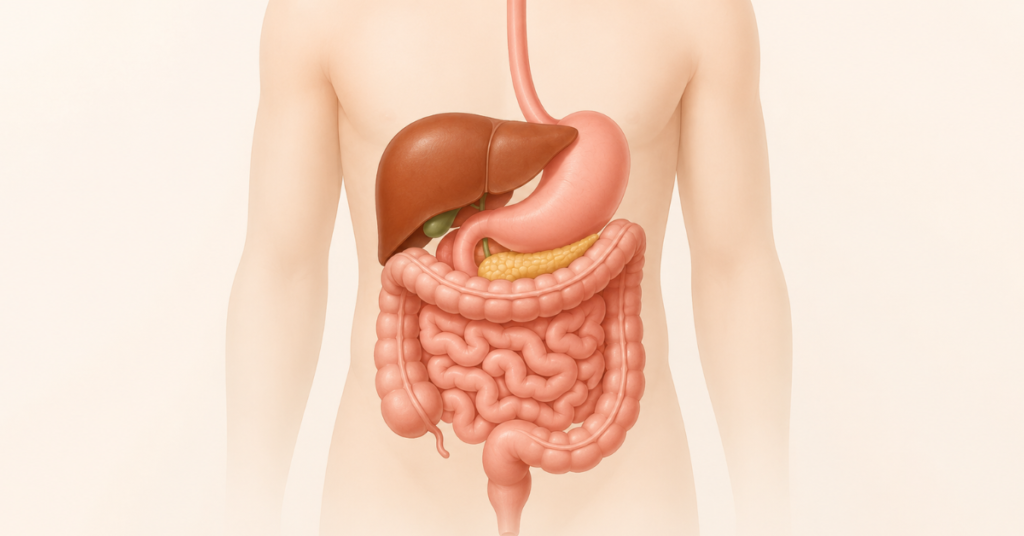 Ilustração do sistema digestivo humano com estômago, fígado, pâncreas e intestinos