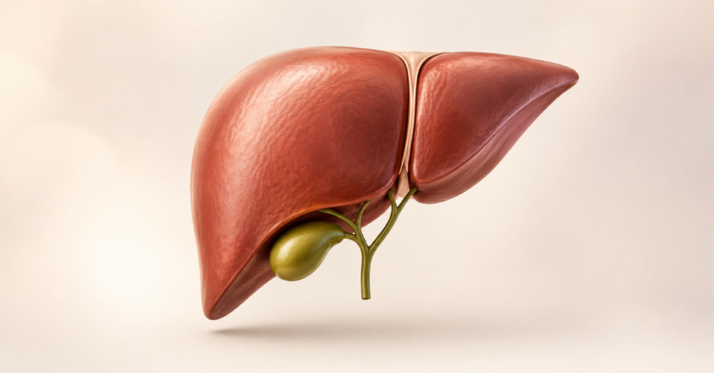 Fígado e vesícula biliar representados em ilustração médica
