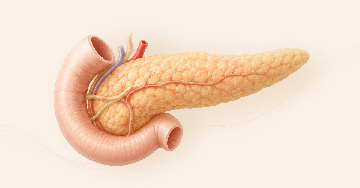 Ilustração anatômica do pâncreas em conteúdo sobre Tirzepatida e pancreatite